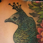 Tattoos - Color Peacock Back Tattoo (in-progress) - 115228